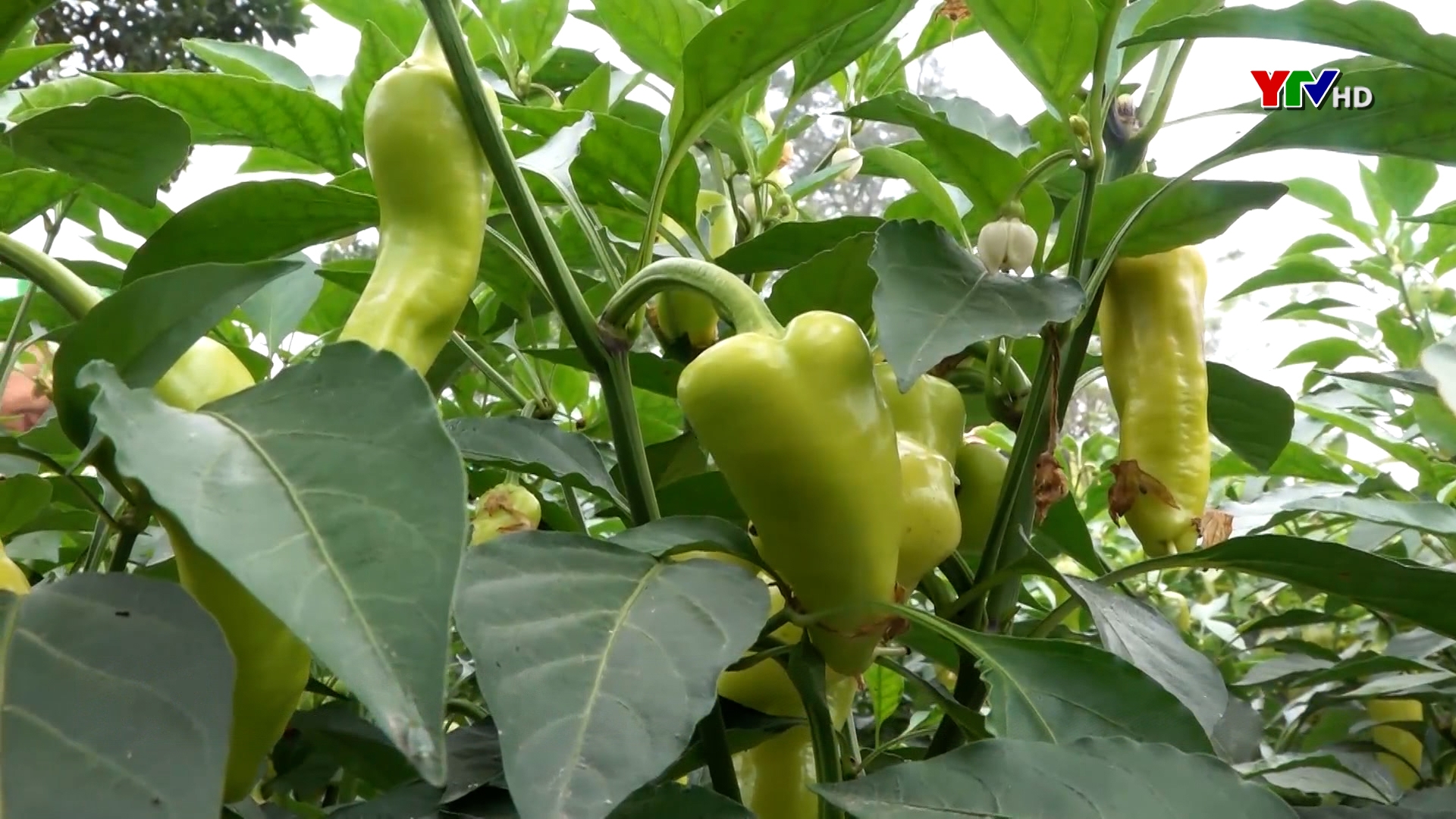 Mô hình trồng giống ớt Bnana ở thị xã Nghĩa Lộ