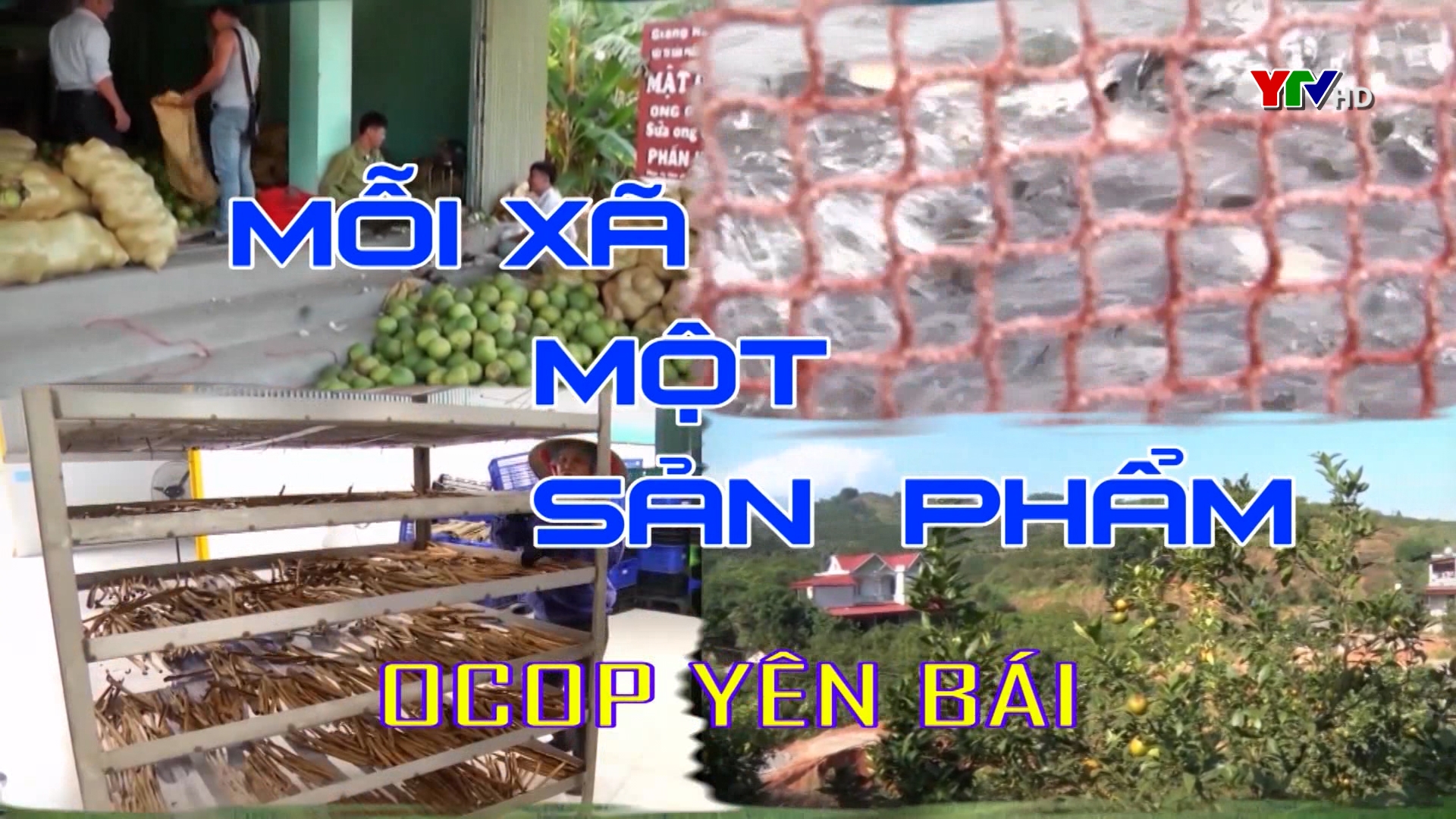 Mô hình nuôi ong lấy mật ở xã Báo Đáp, huyện Trấn Yên
