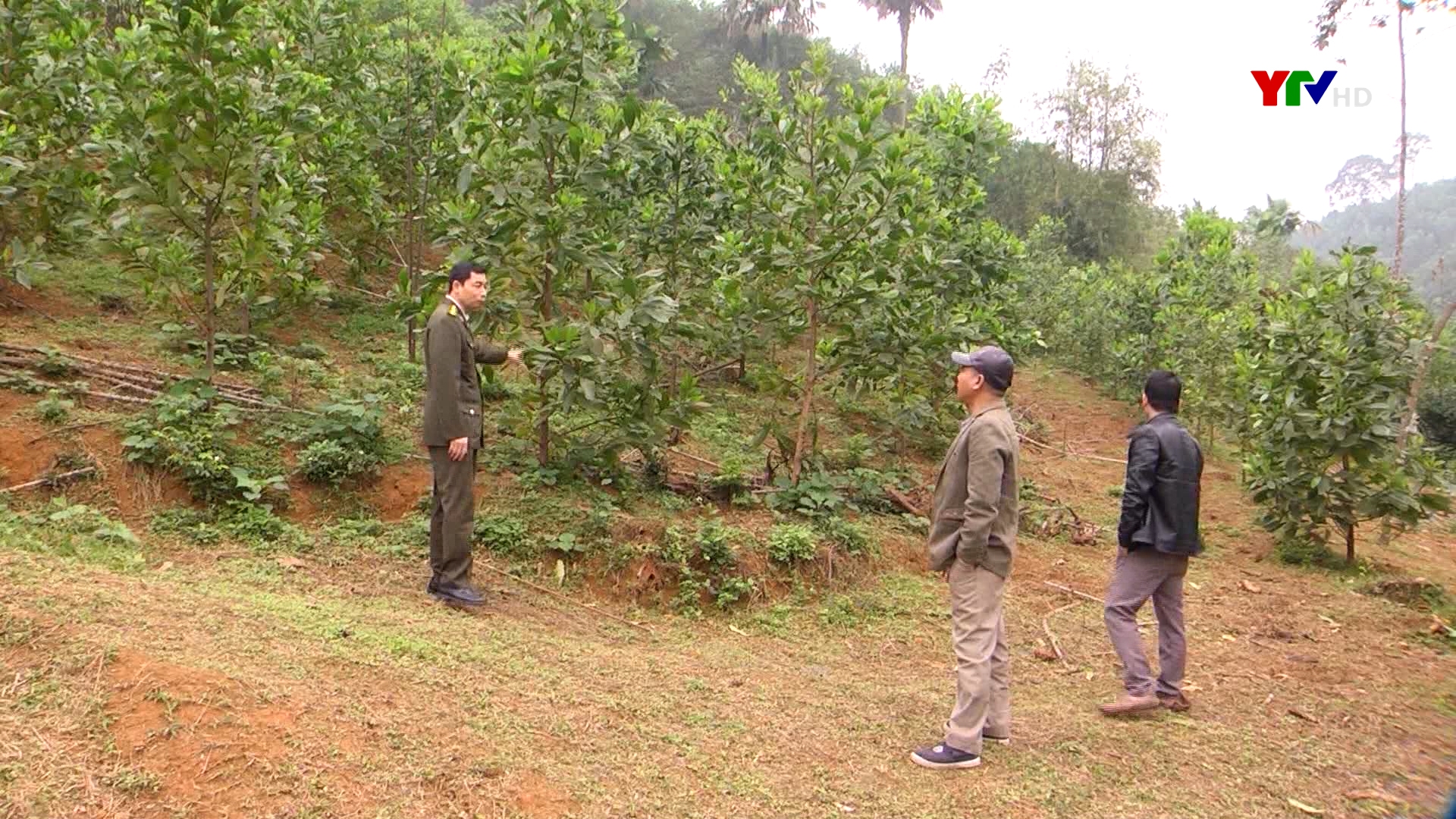 Huyện Yên Bình phấn đấu có thêm 3.000 ha rừng được cấp chứng chỉ FSC