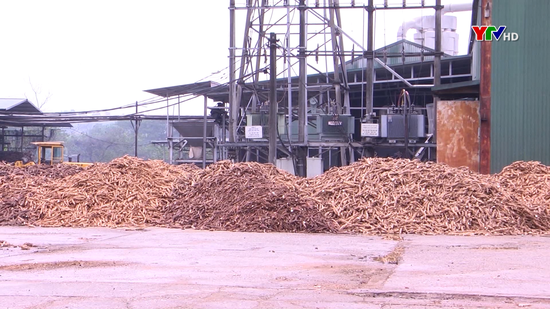 Giá trị xuất khẩu sắn lát khô của tỉnh Yên Bái đạt khoảng 5 triệu đô la.