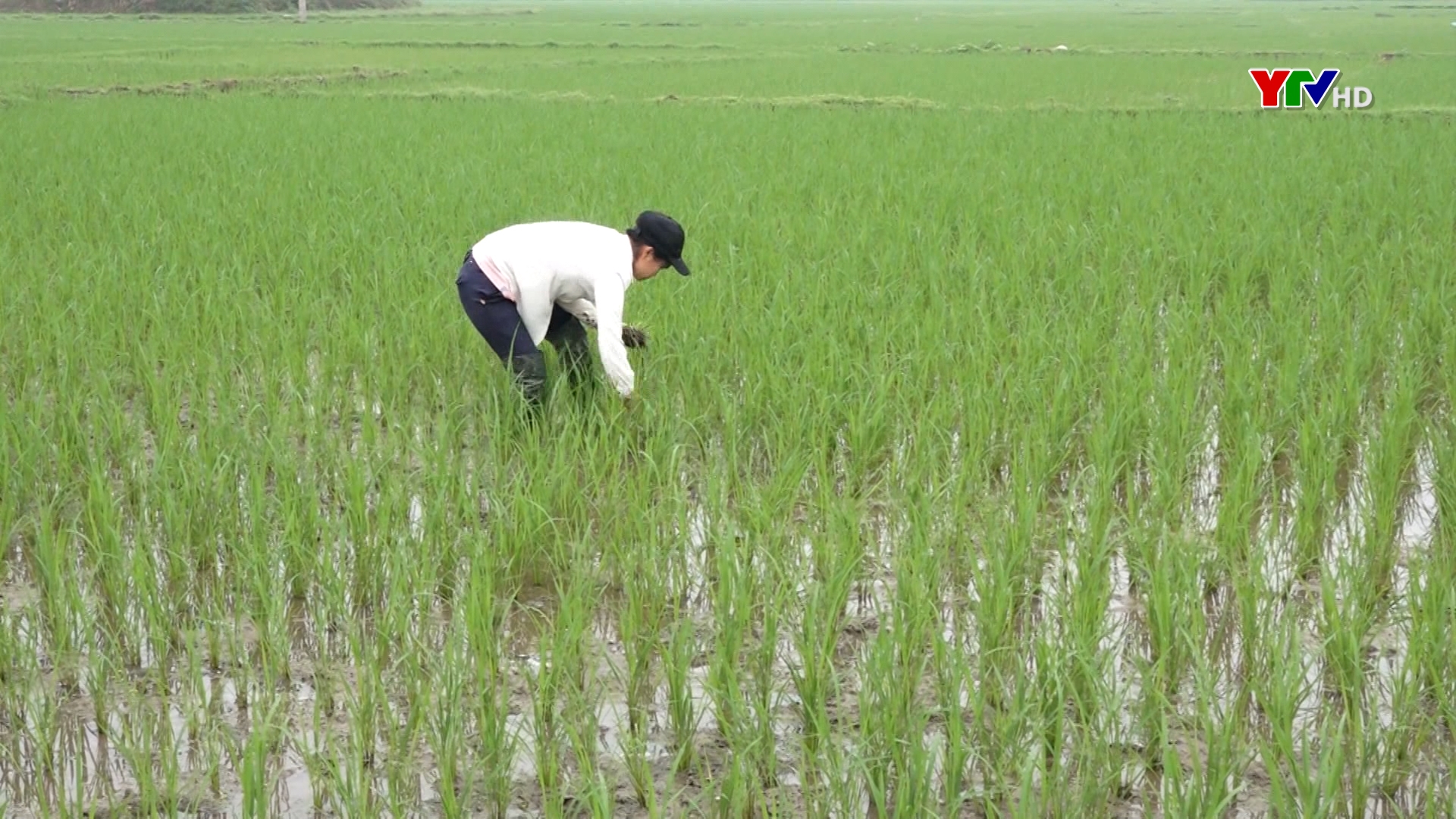 Nông dân huyện Lục Yên tập trung chăm sóc lúa đông xuân