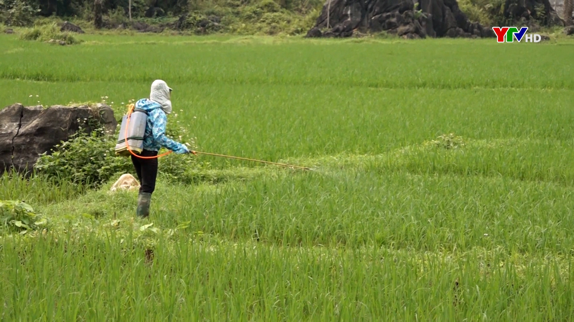 200 ha lúa xuân của huyện Lục Yên bị nhiễm sâu bệnh