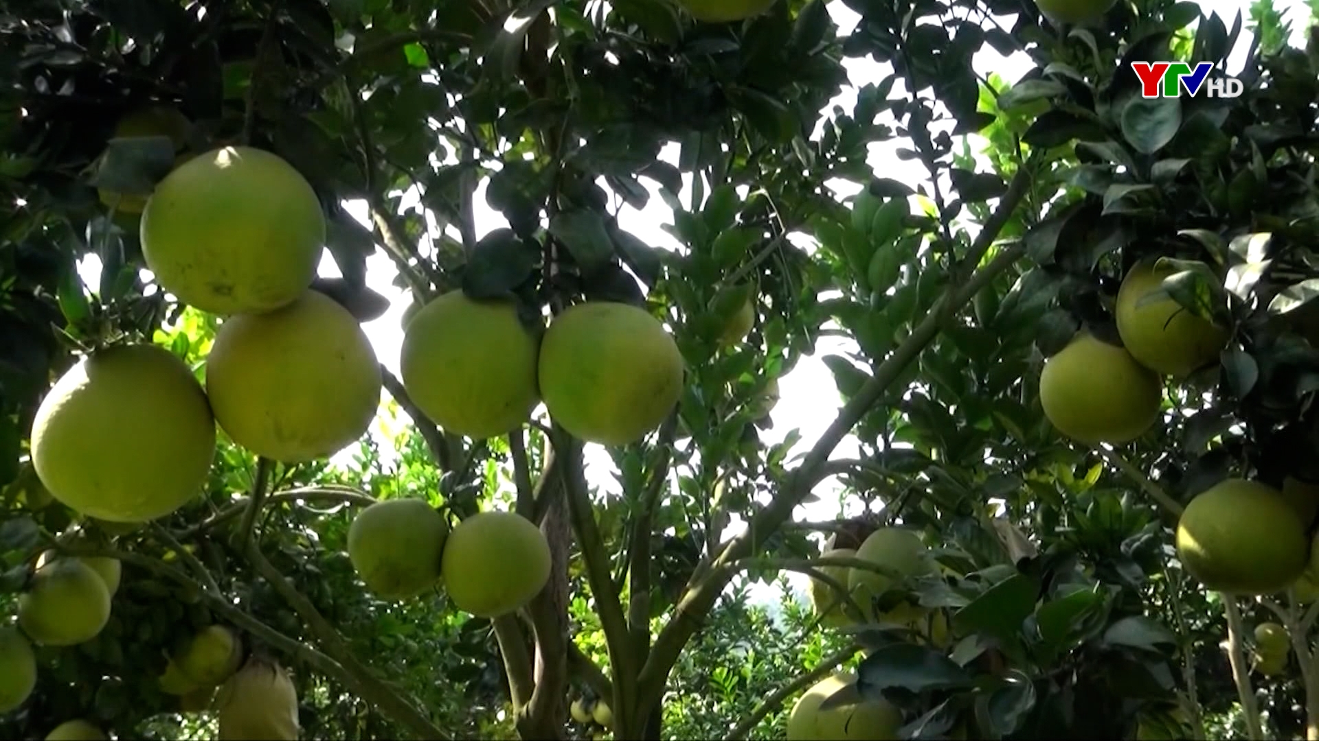 Huyện Trấn Yên: Nguồn thu từ cây ăn quả có múi đạt trên 50 tỷ đồng