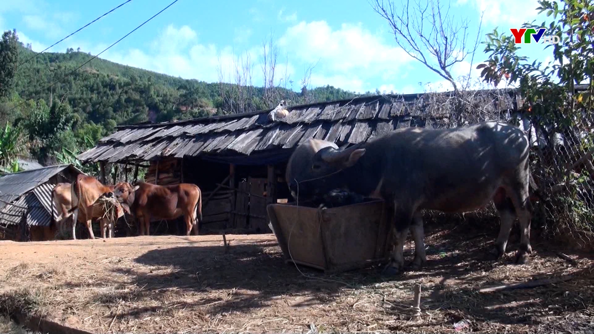 Đàn gia súc chính của huyện Mù Cang Chải đạt trên 76 nghìn con