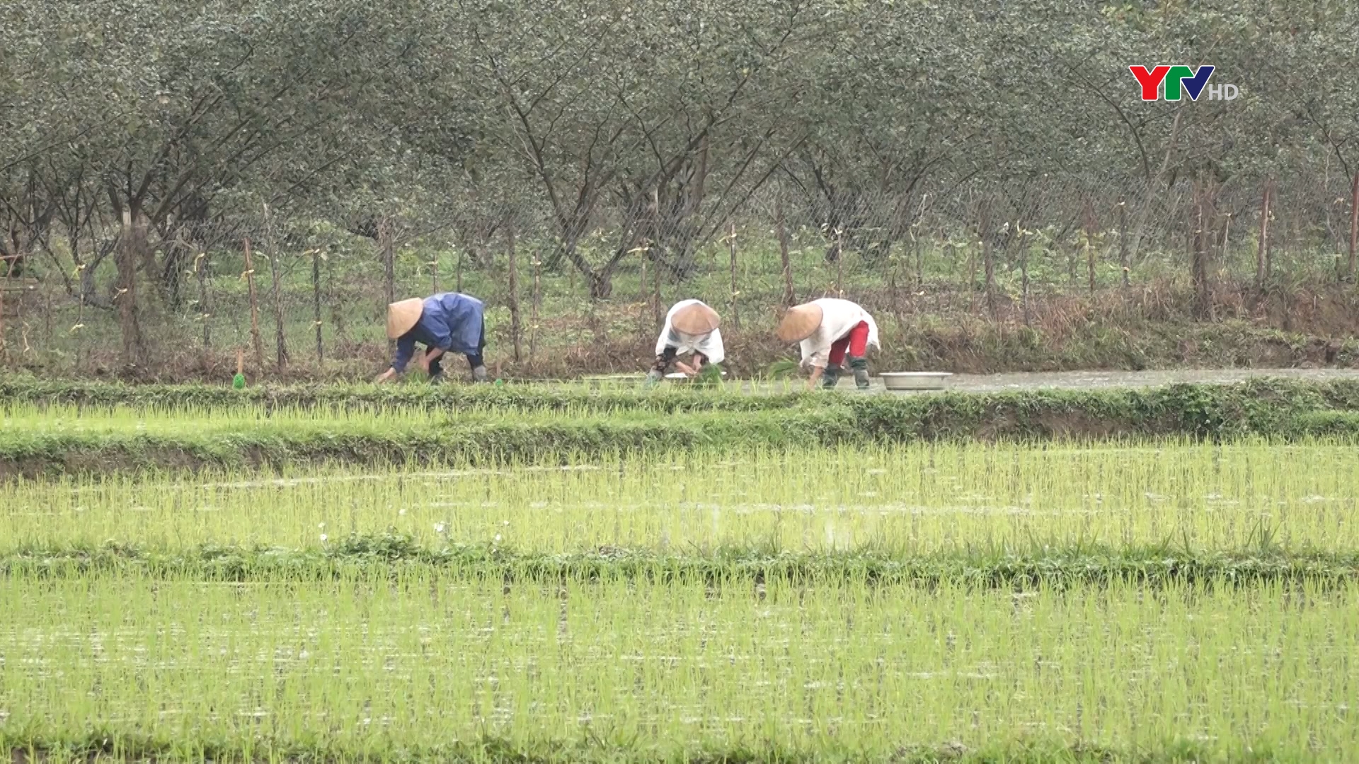 Nông dân Lục Yên gieo trồng hơn 6.800 ha cây vụ xuân