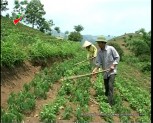 46% diện tích sắn của huyện Văn Yên áp dụng các biện pháp canh tác bền vững