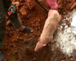 Lục Yên tiêu hủy 20 con lợn giống