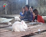 Mô hình làm giàu từ nuôi thỏ và ong lấy mật ở huyện Yên Bình