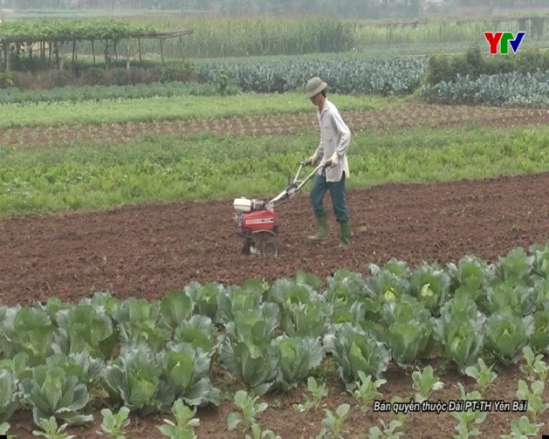 TP Yên Bái thực hiện nhiều chính sách đặc thù hỗ trợ sản xuất nông nghiệp