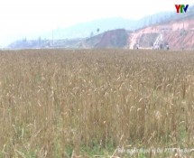 Huyện Mù Cang Chải trồng thử nghiệm thành công cây lúa mỳ và khoai tây