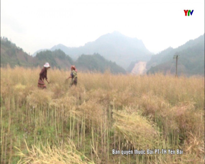 Nông dân huyện Mù Cang Chải thu hoạch cải dầu