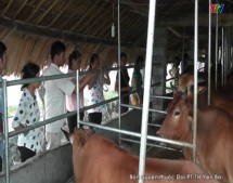 Hiệu quả mô hình nuôi bò bán chăn thả ở Lục Yên