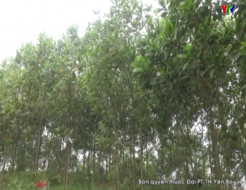 Thành phố Yên Bái đẩy nhanh tiến độ trồng rừng vụ xuân