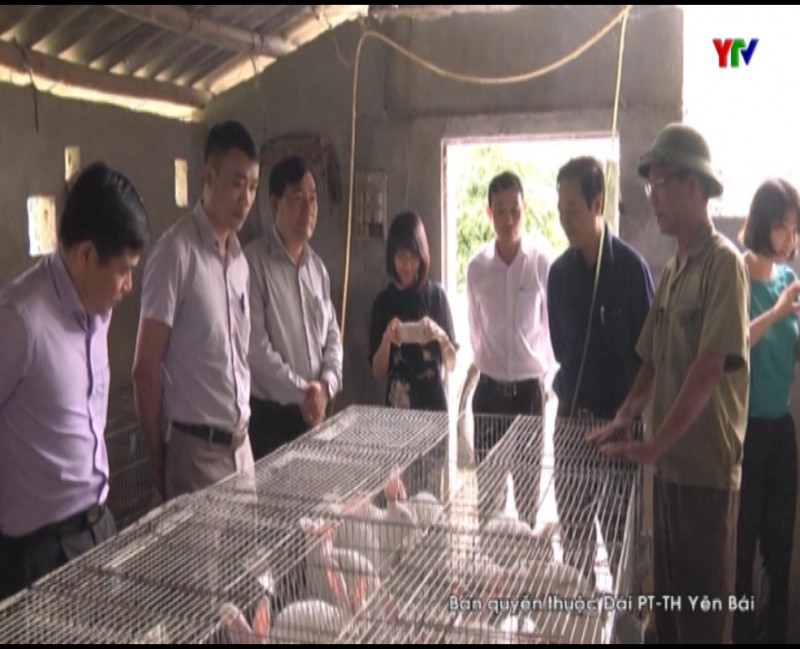 Cục Chăn nuôi - Bộ NN&PTNT làm việc tại Yên Bái
