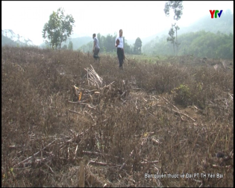 300 ha tre măng Bát Độ mới trồng bị chết do nắng nóng