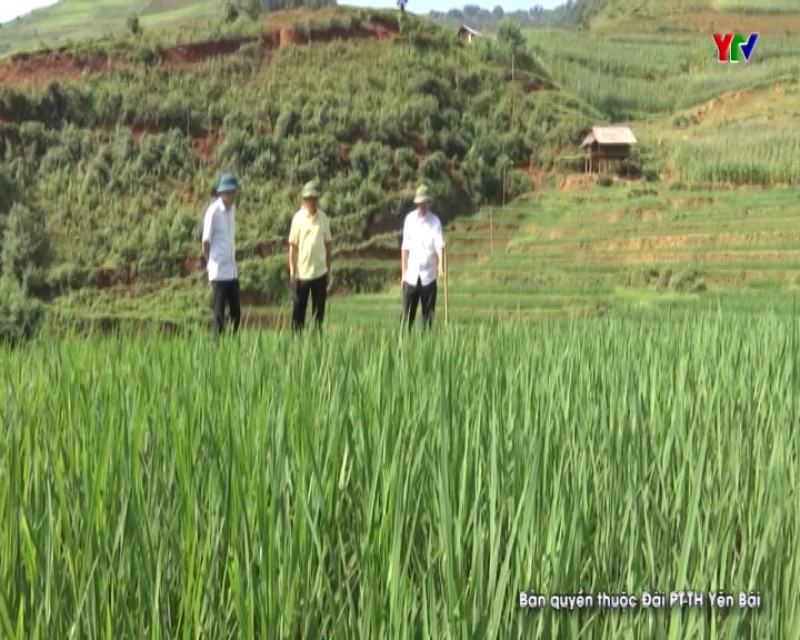 Huyện Mù Cang Chải nỗ lực chuyển dịch cơ cấu cây trồng