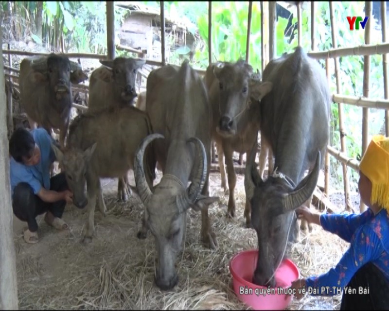 Văn Chấn quyết tâm ngăn chặn dịch bệnh trên đàn gia súc