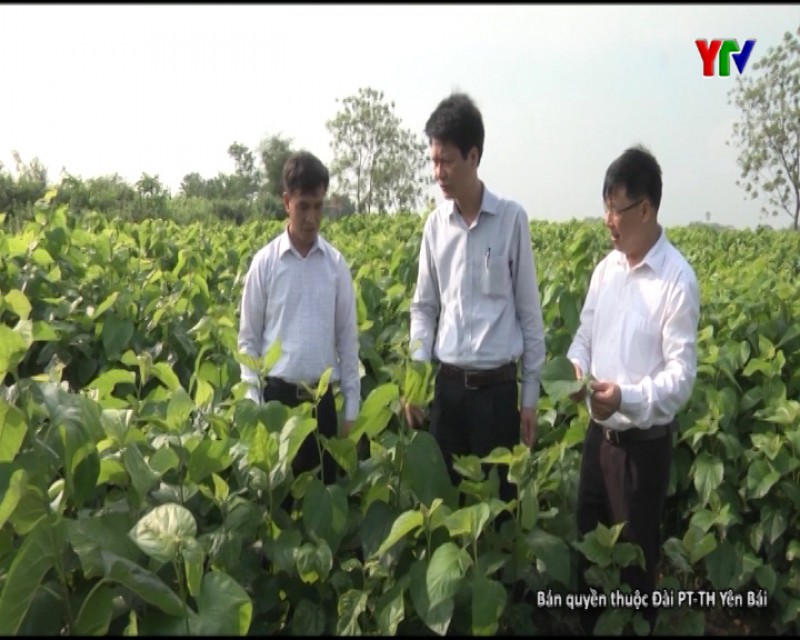 Hiệu quả đề án trồng dâu nuôi tằm tại huyện Trấn Yên