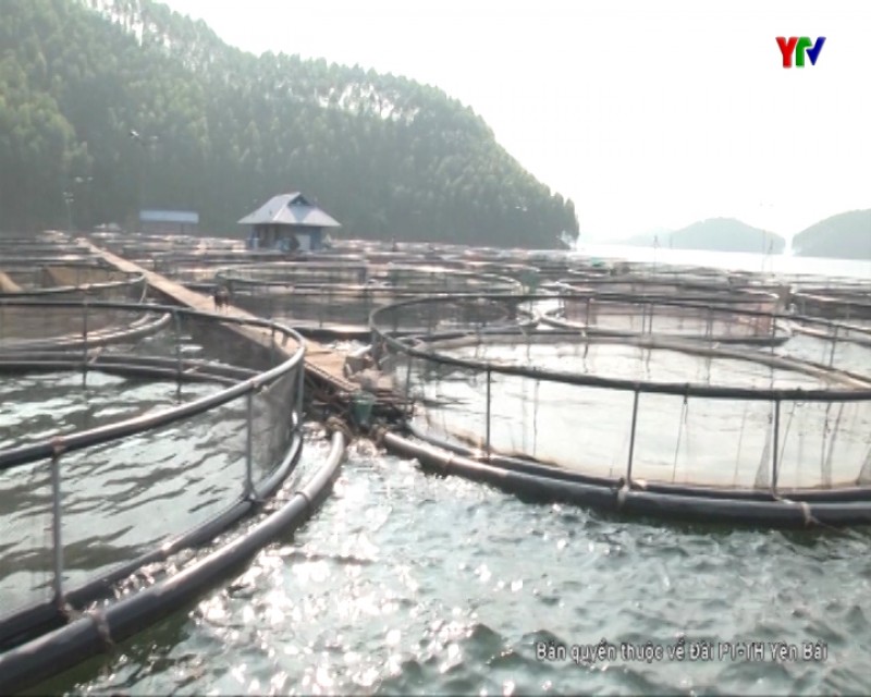 Huyện Yên Bình có 900 lồng cá trên hồ Thác Bà