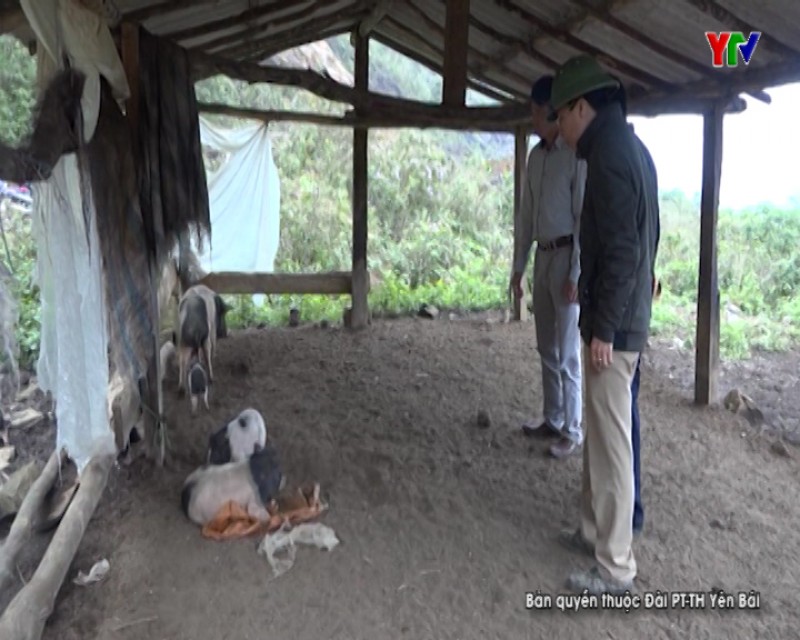 Trạm Tấu phát hiện thêm gia súc nhiễm bệnh lở mồm long móng tại xã Túc Đán
