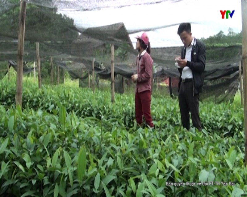 Năm 2019: Huyện Lục Yên phấn đấu hoàn thành trồng 685 ha quế