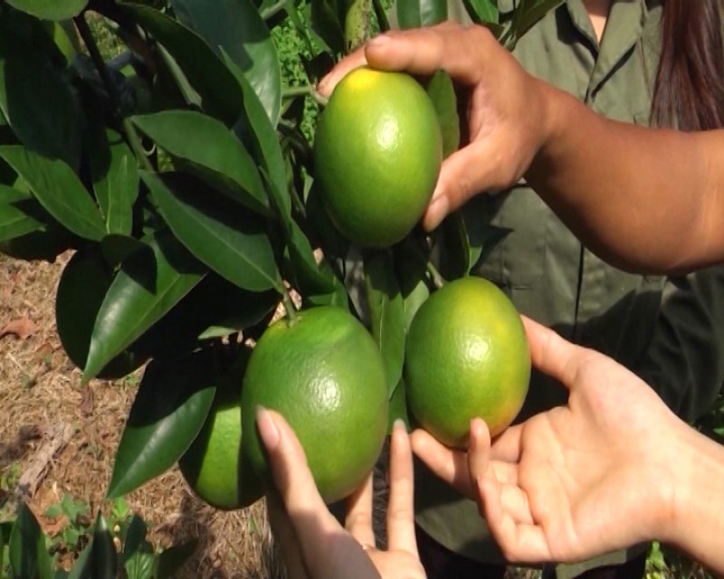 130 tỷ đồng hỗ trợ đề án phát triển cây ăn quả