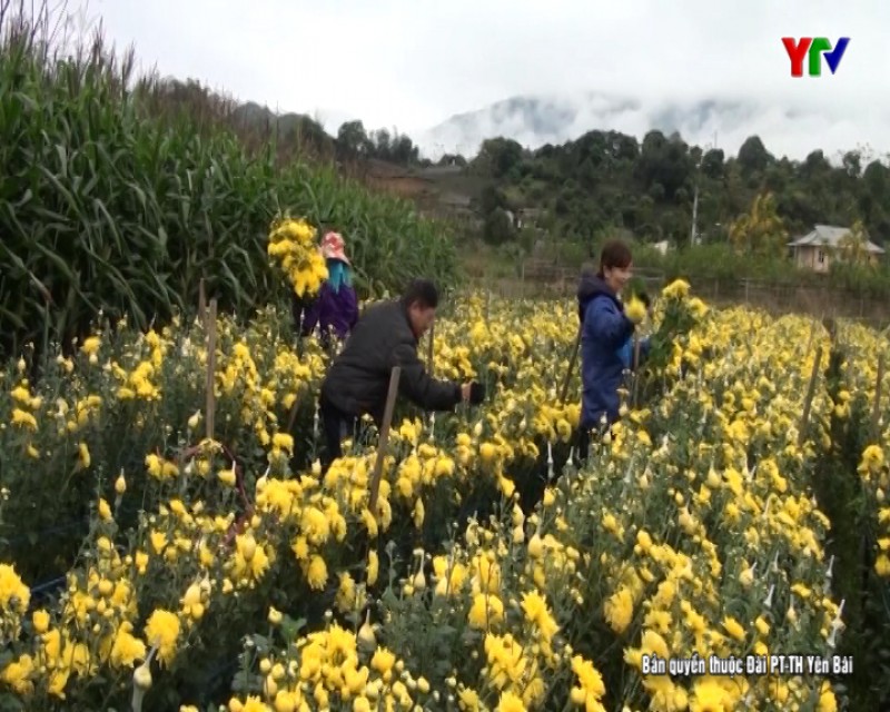 Huyện Văn Chấn nhân rộng mô hình chuyển đổi diện tích trồng lúa kém hiệu quả sang cây trồng cho thu nhập cao
