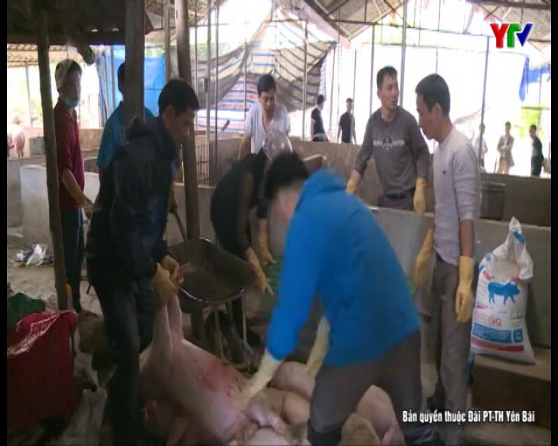 Nông dân Lục Yên thận trọng tái đàn sau dịch lở mồm long móng