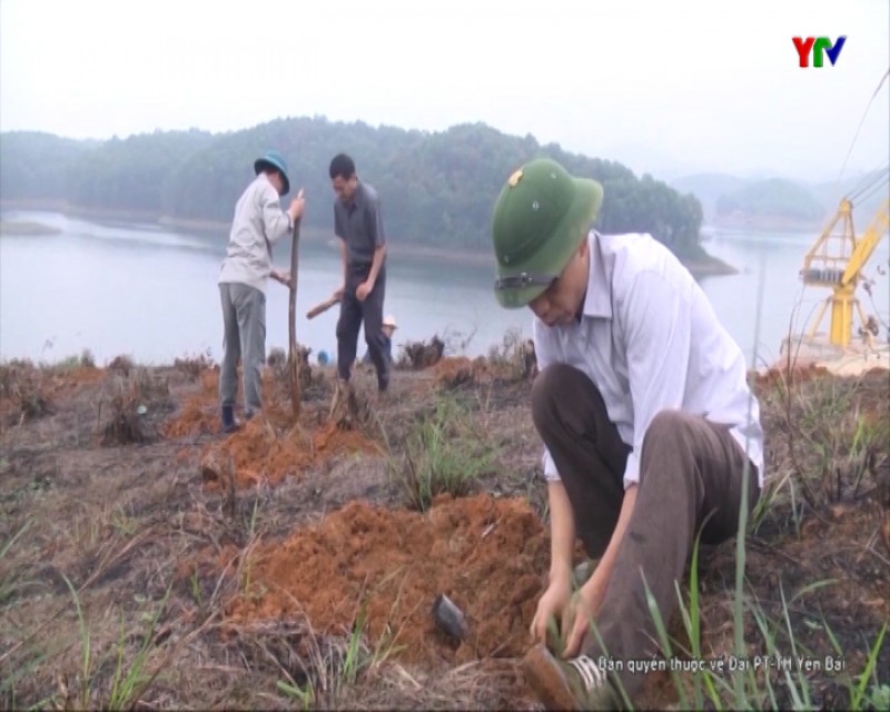 Công ty TNHH một thành viên lâm nghiệp Thác Bà trồng mới gần 100 ha rừng