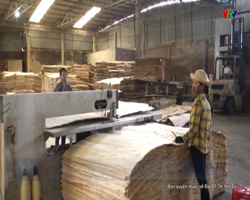 Trấn Yên phát triển công nghiệp chế biến gỗ rừng trồng