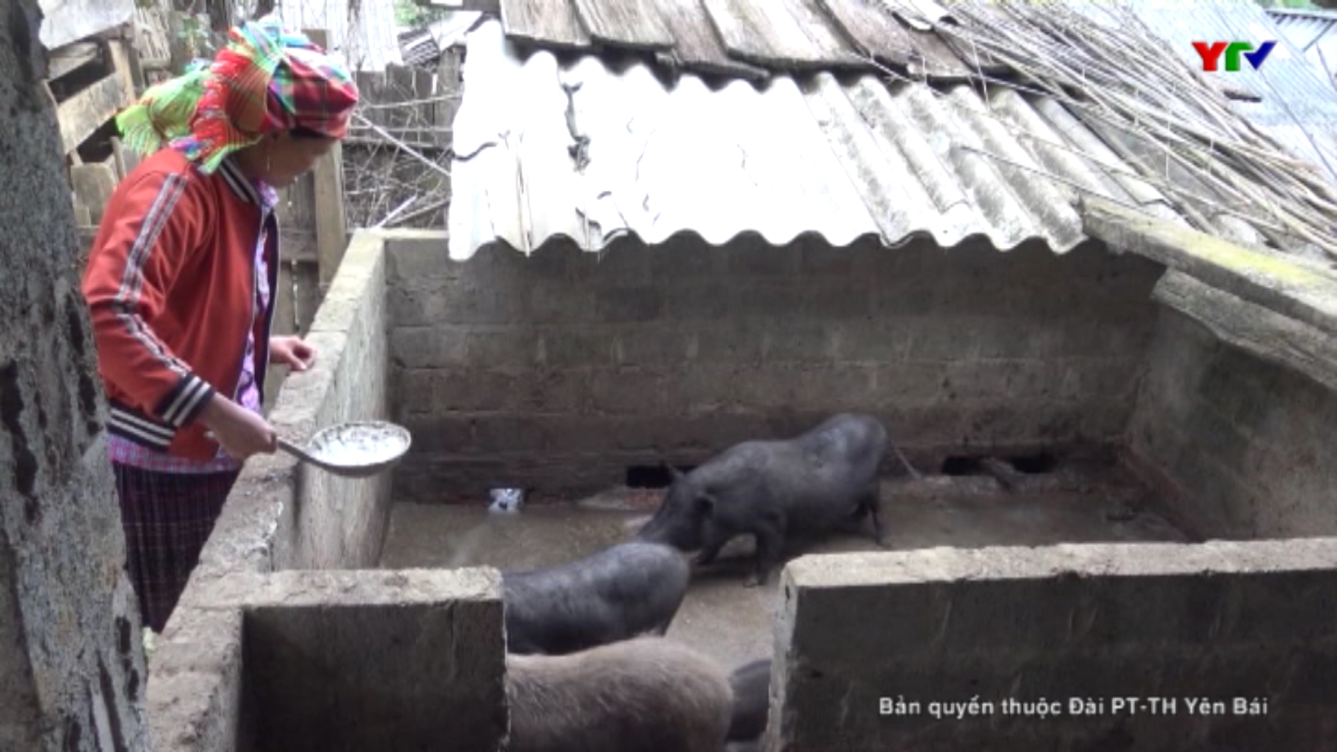 Huyện Mù Cang Chải thận trọng tái đàn sau dịch tả lợn châu Phi