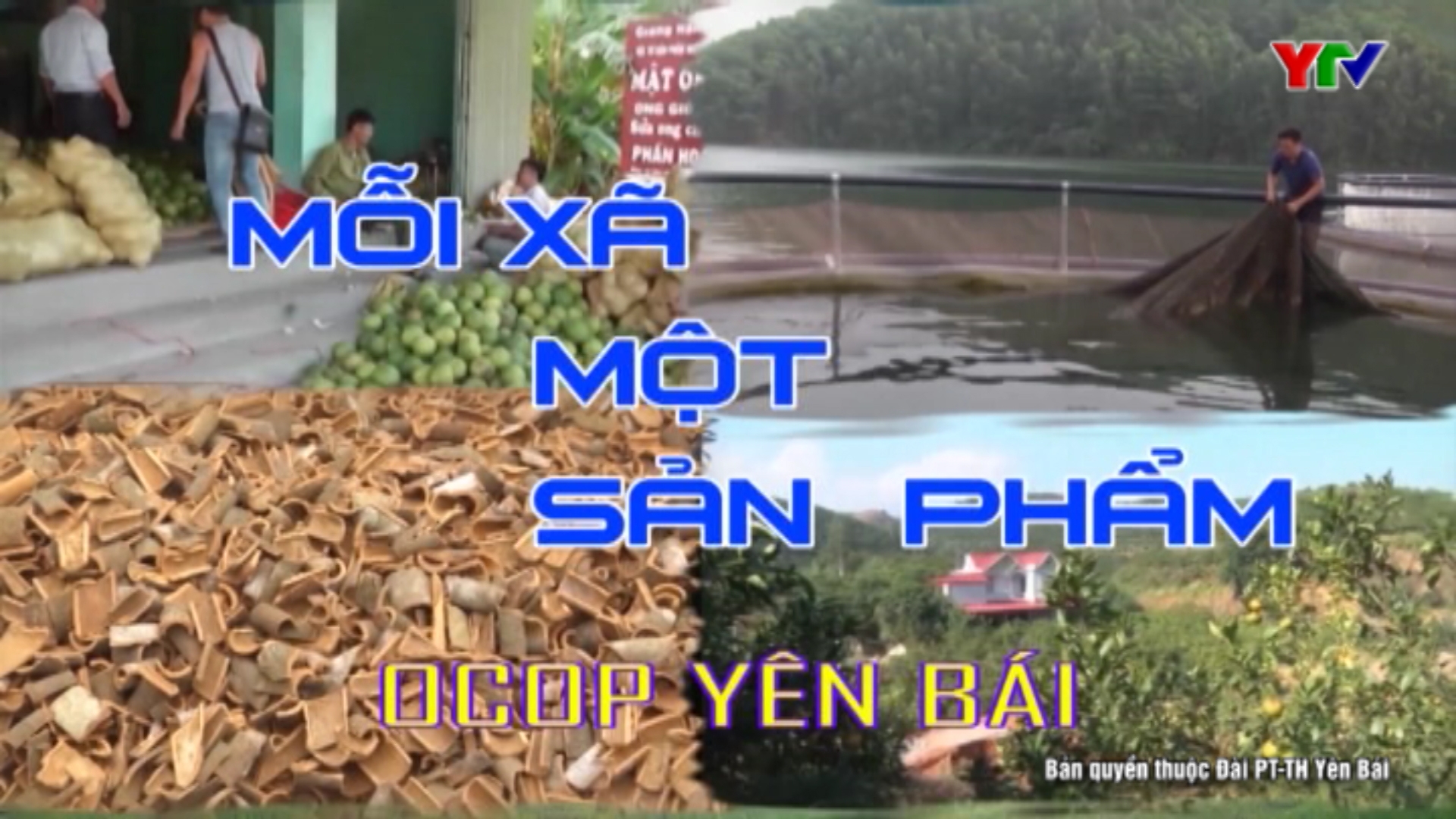 Xã Văn Phú, thành phố Yên Bái xây dựng vùng sản xuất chanh tập trung