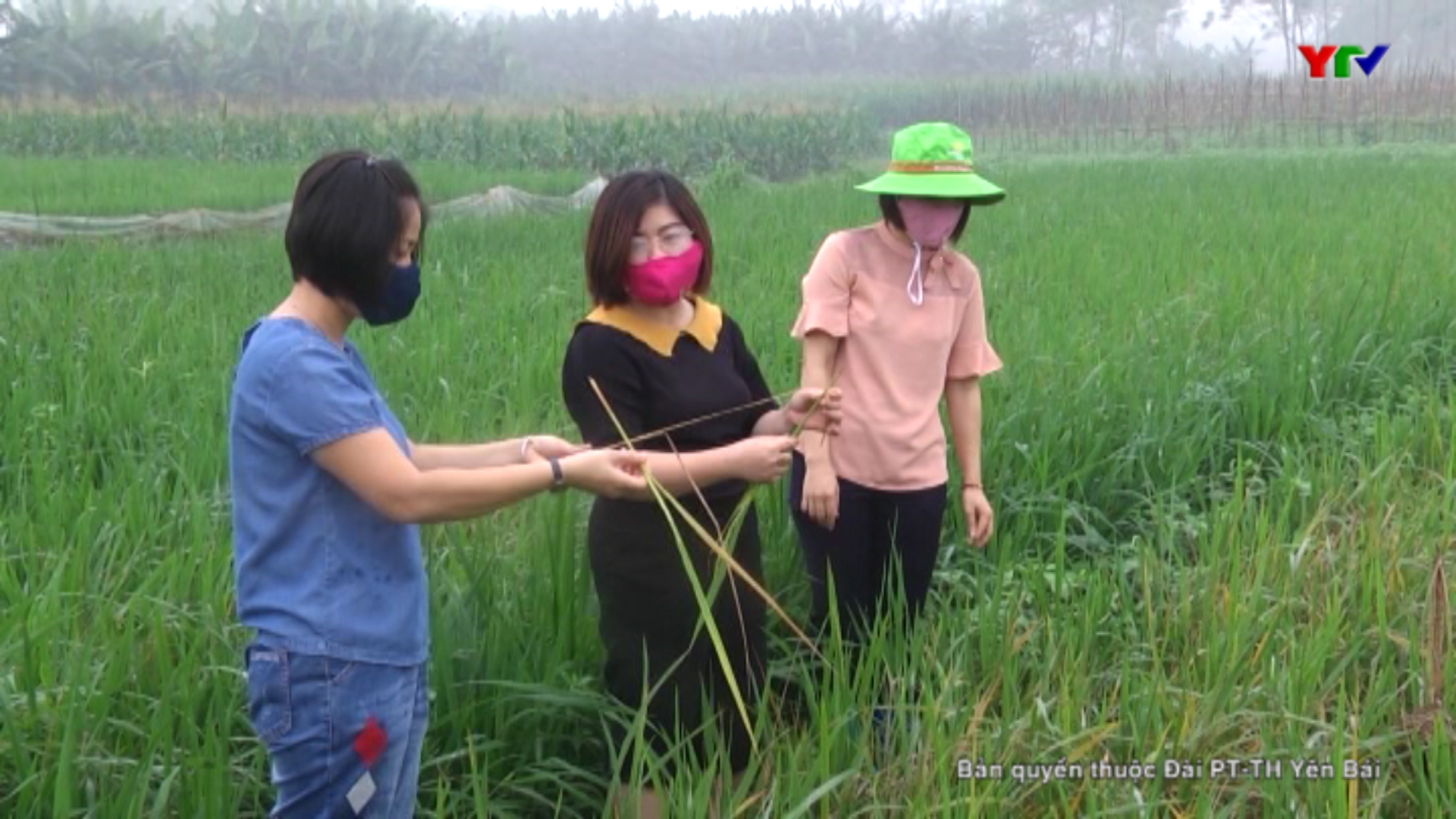 Kỹ thuật phòng trừ sâu bệnh hại lúa Đông Xuân năm 2020