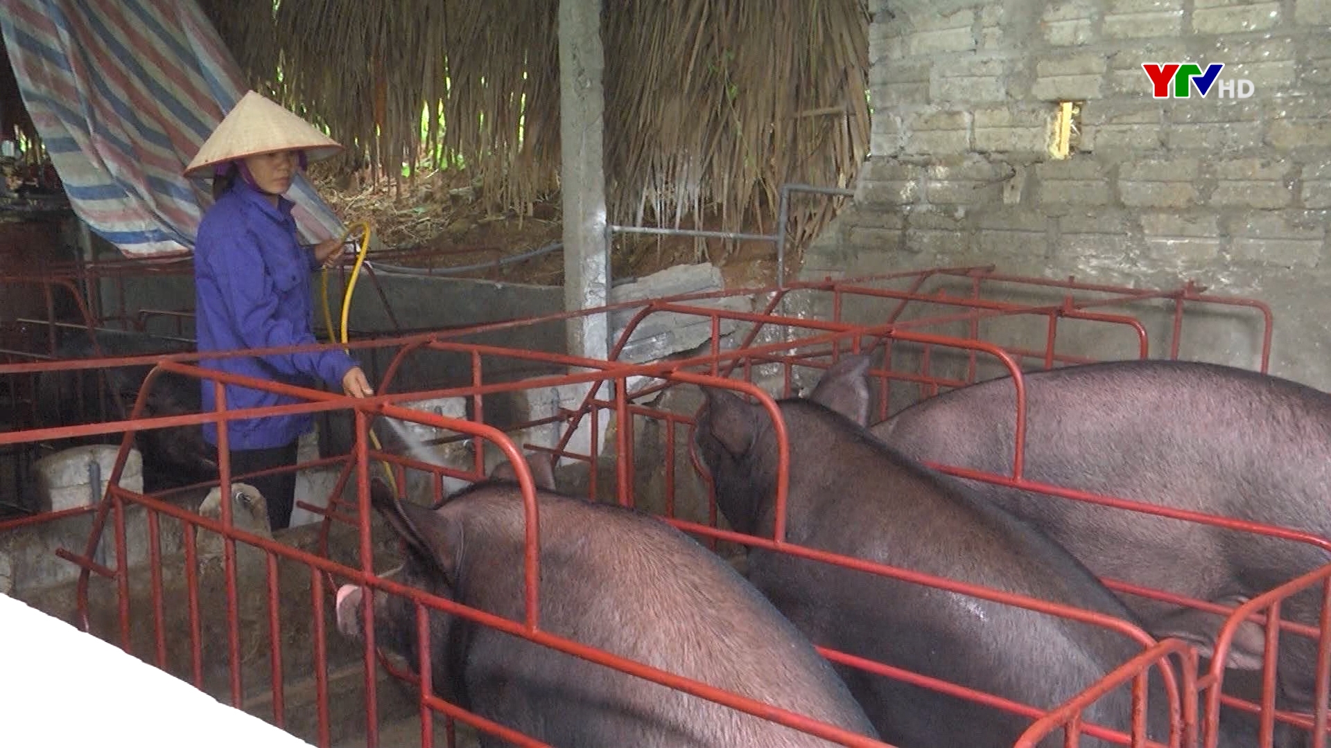 Yên Bái: Sản lượng thịt hơi xuất chuồng đạt trên 10.800 tấn