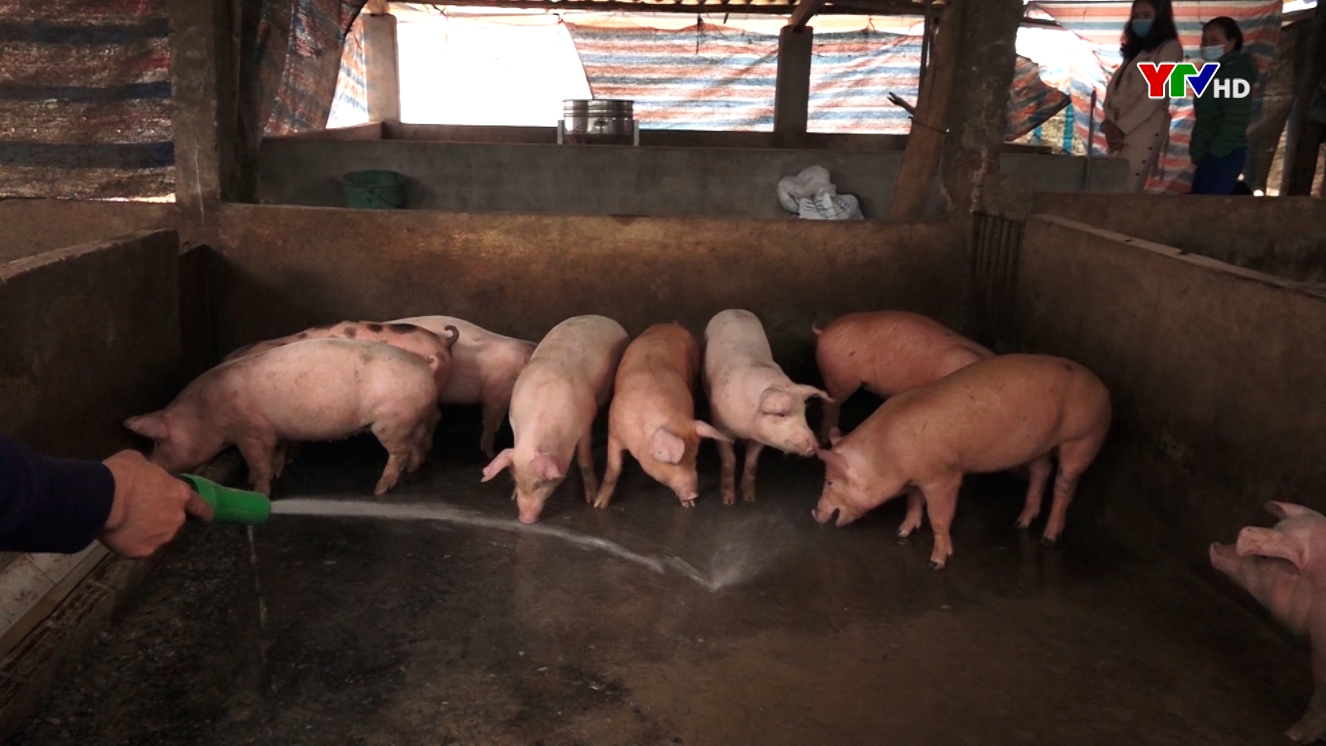 Sản lượng thịt hơi xuất chuồng của huyện Lục Yên đạt 2.150 tấn