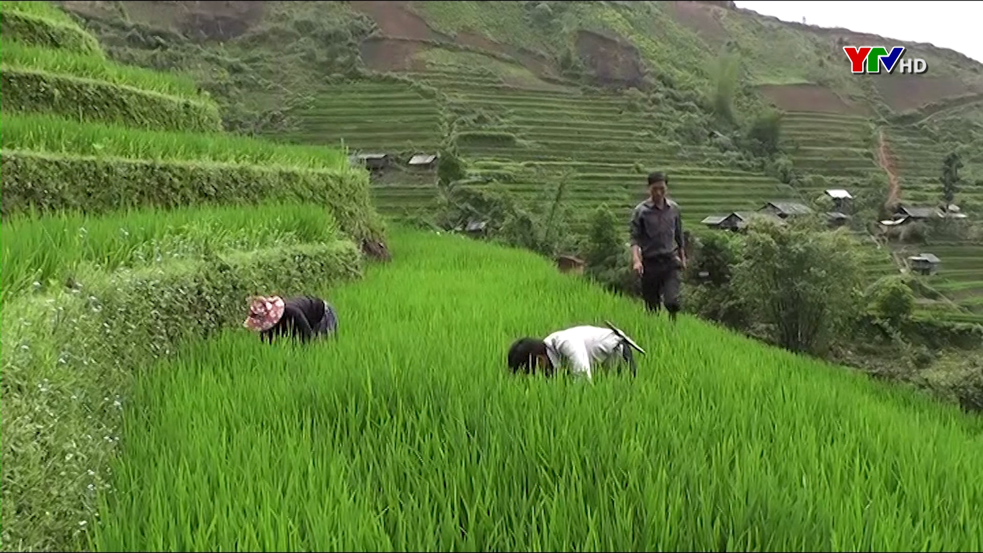 Nông dân huyện vùng cao Mù Cang Chải tập trung chăm sóc lúa đông xuân