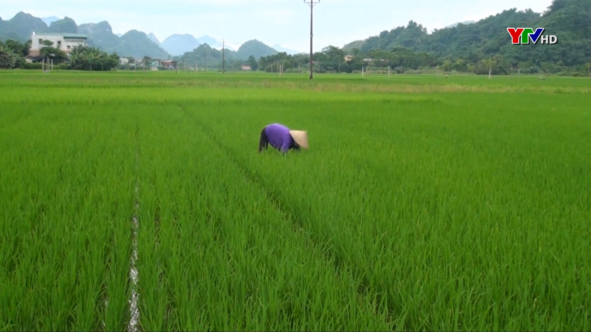 Nông dân huyện Lục Yên phòng trừ sâu bệnh hại lúa xuân
