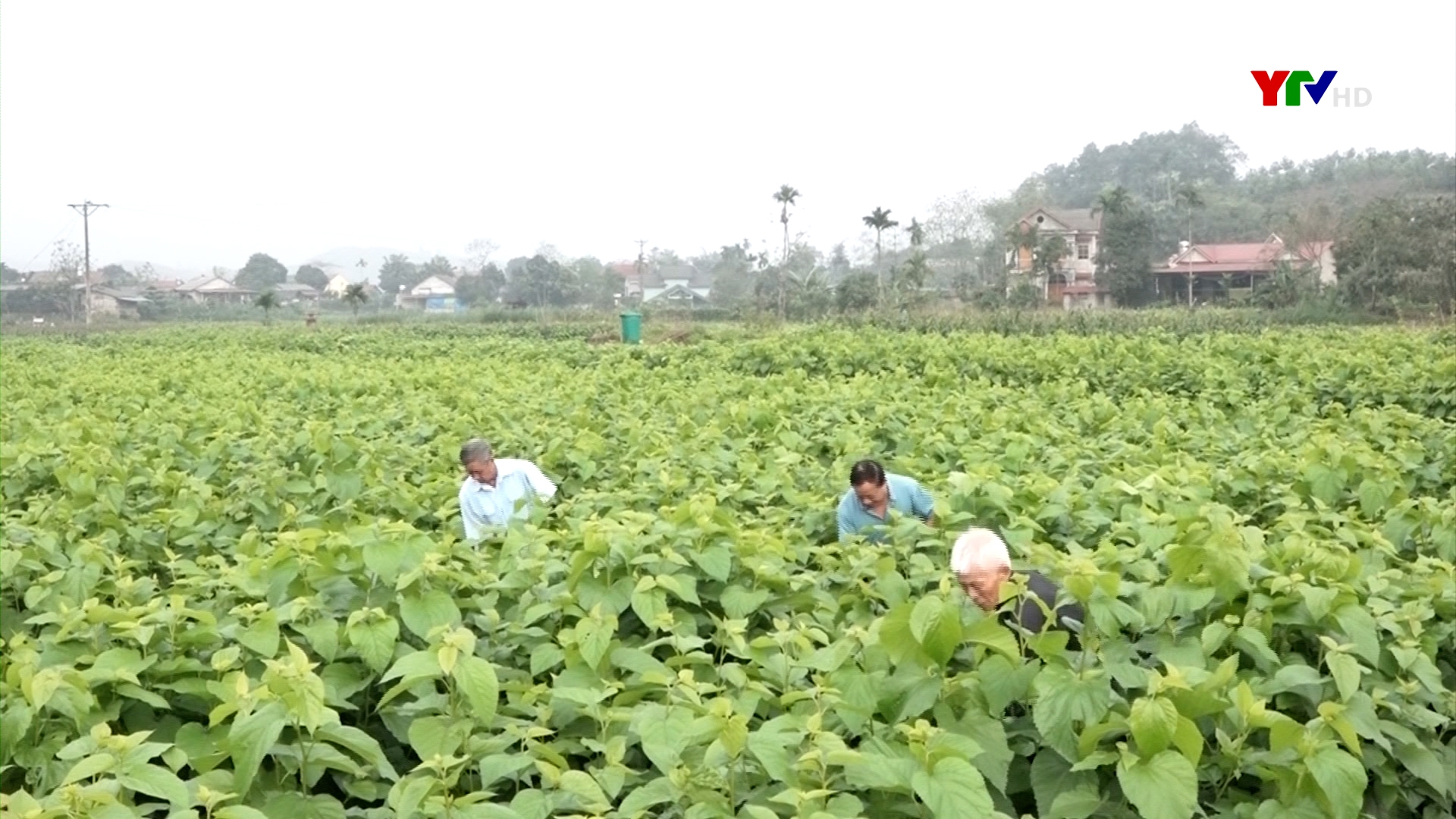 Nghề trồng dâu nuôi tằm ở Việt Thành, huyện Trấn Yên
