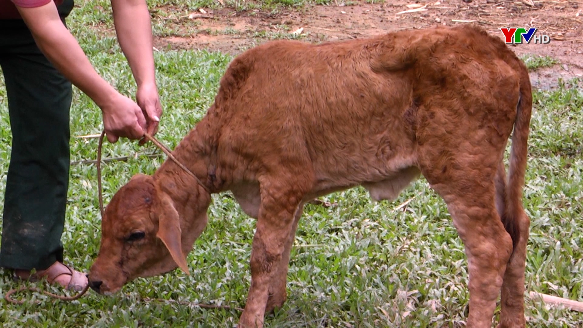 Yên Bái xuất hiện thêm hai ổ dịch mới bệnh viêm da nổi cục trên đàn bò.