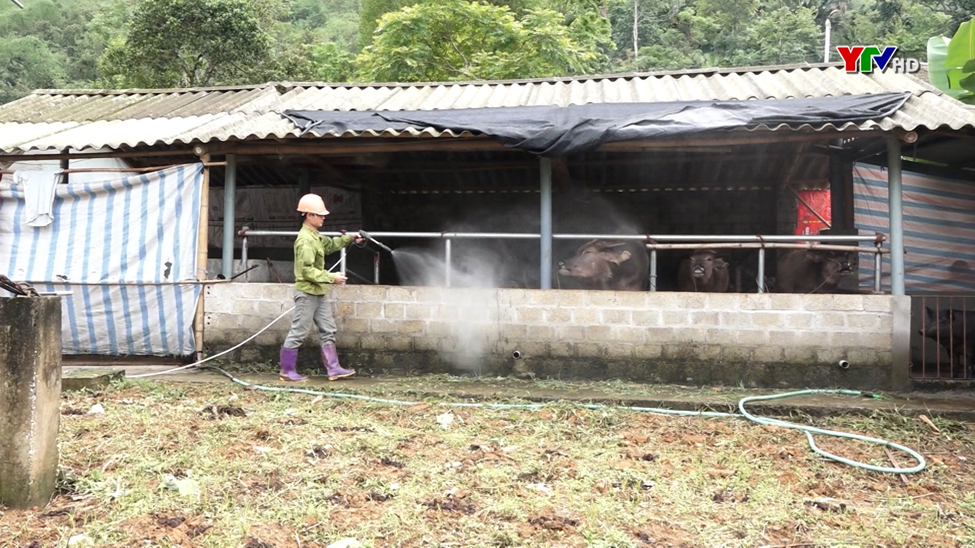 Huyện Lục Yên tăng cường các biện pháp phòng, chống bệnh viêm da nổi cục trên trâu bò