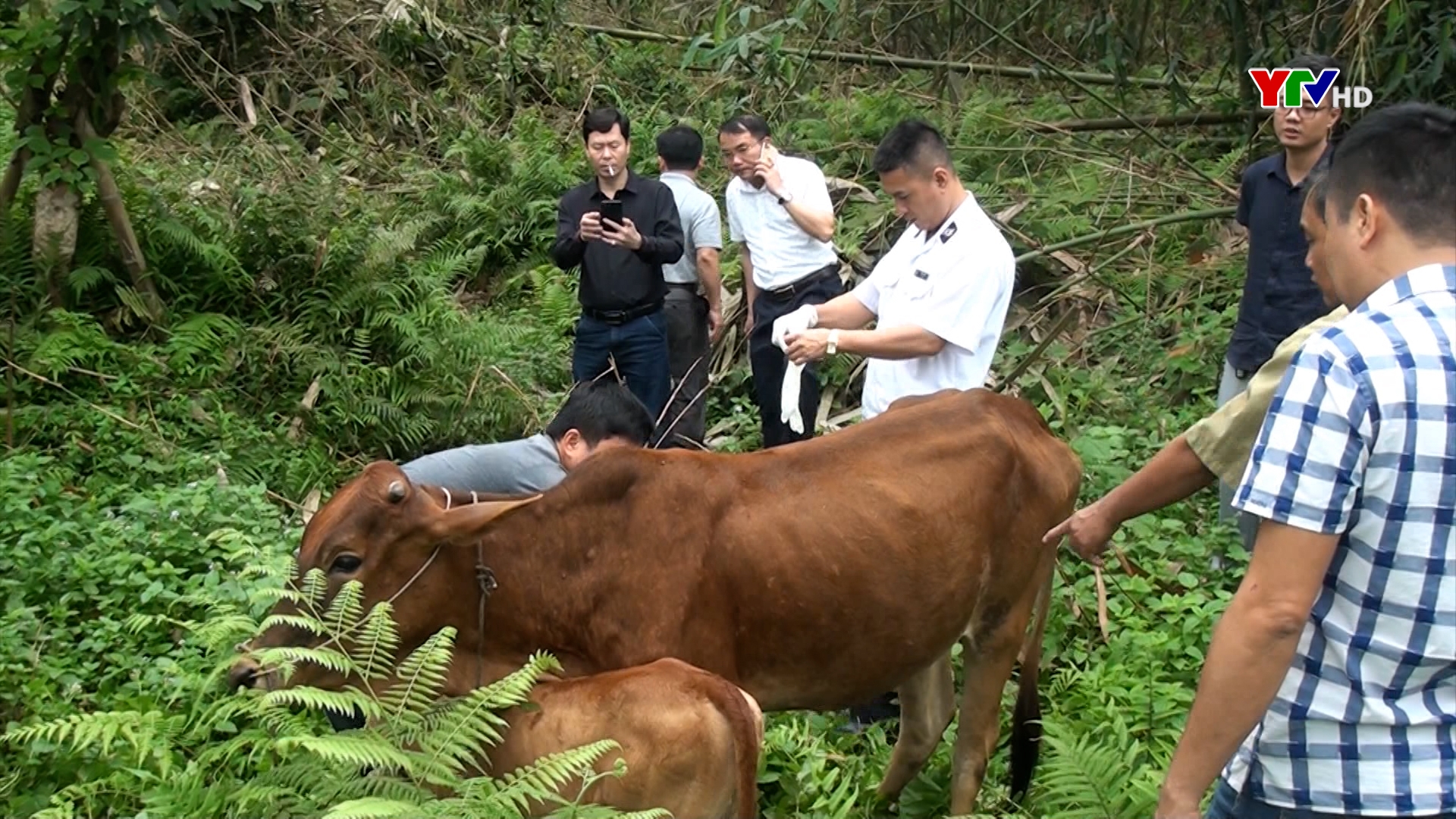 Yên Bình triển khai các biện pháp phòng chống bệnh viêm da nổi cục trên đàn gia súc
