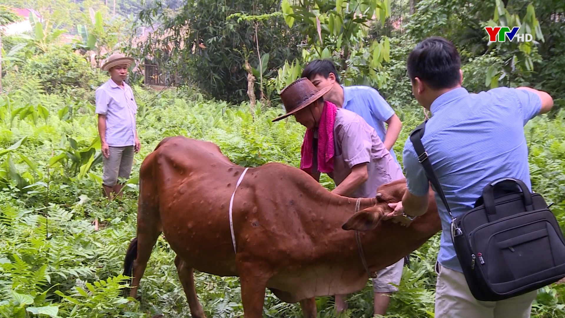 Huyện Lục Yên xuất hiện bệnh viêm da nổi cục trên đàn bò