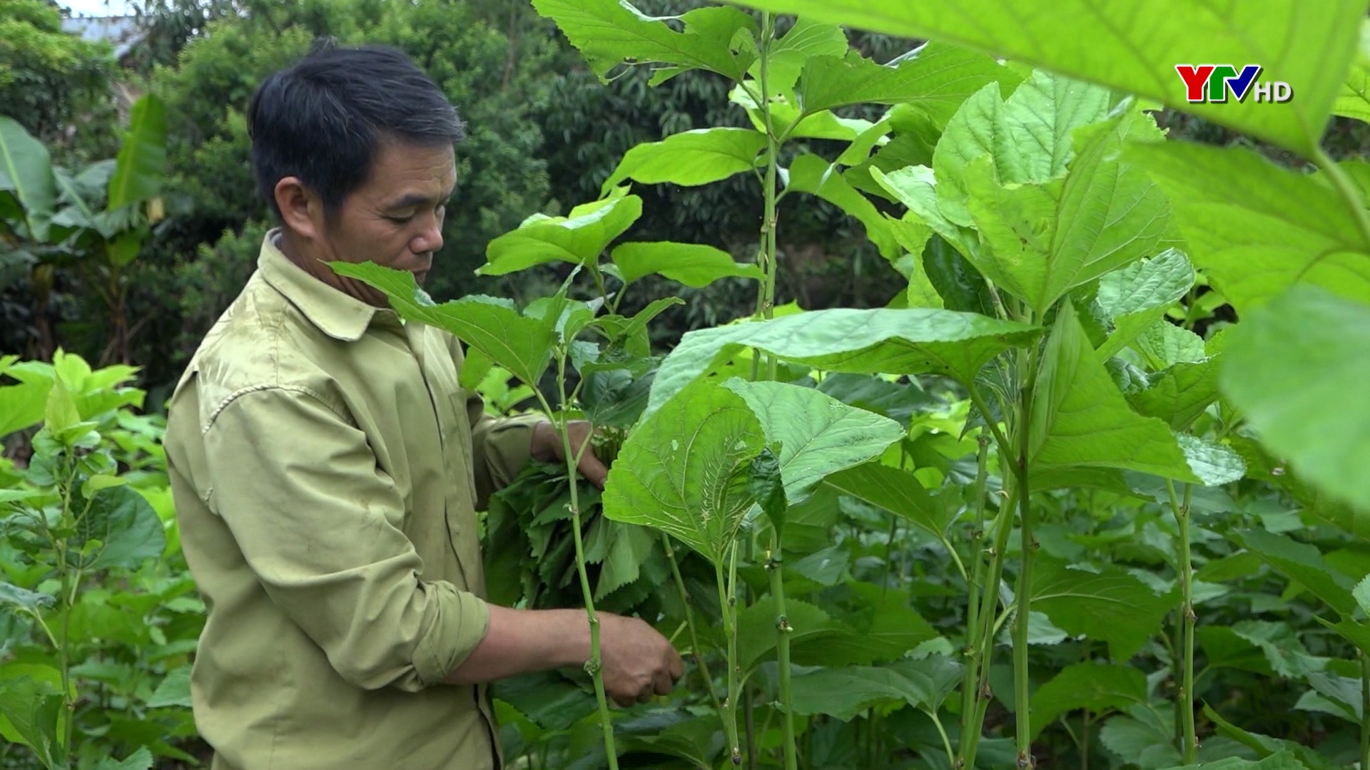 HTX Dịch vụ dâu tằm Sơn Thịnh thúc đẩy nghề trồng dâu nuôi tằm ở Văn Chấn phát triển