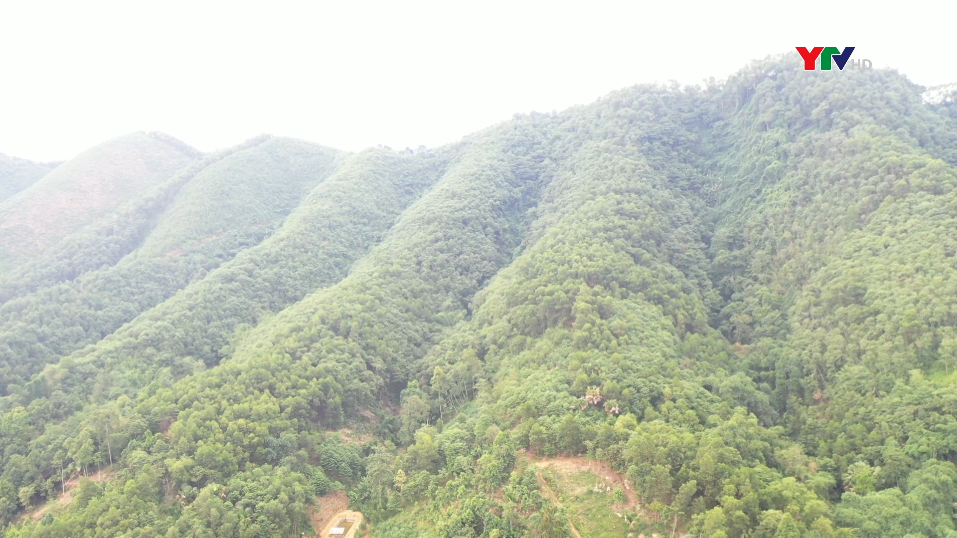 Lục Yên tập trung phát triển kinh tế rừng
