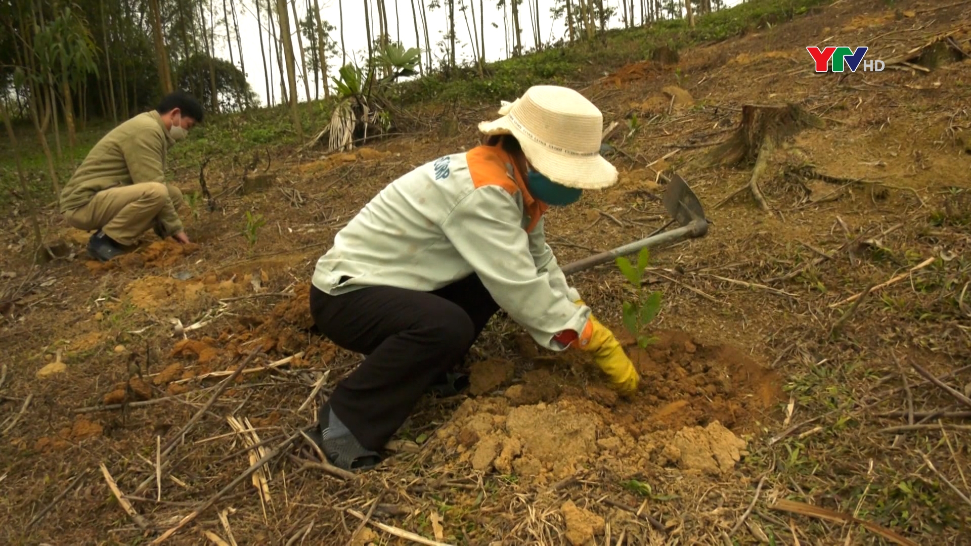 Huyện Yên Bình phấn đấu hoàn thành trồng rừng ngay trong vụ xuân