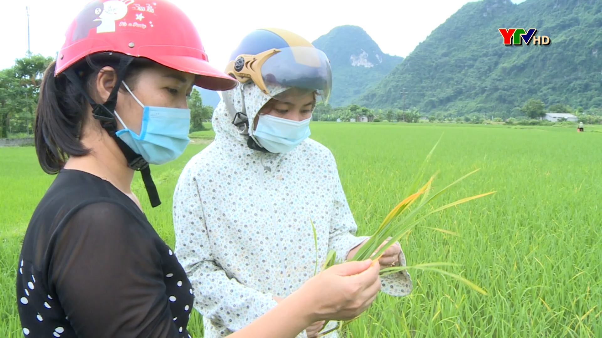 Lục Yên tăng cường các biện pháp phòng trừ sâu bệnh hại lúa đông xuân