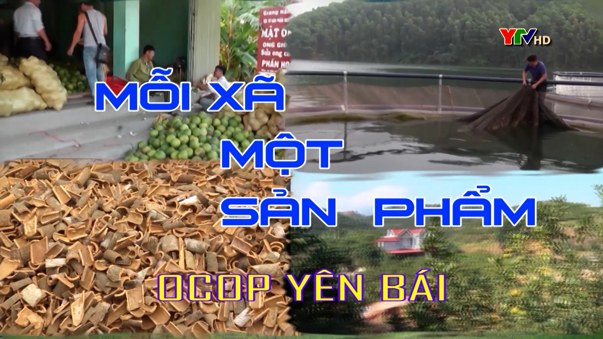 Xã Minh Bảo, thành phố Yên Bái xây dựng sản phẩm OCOP nấm linh chi