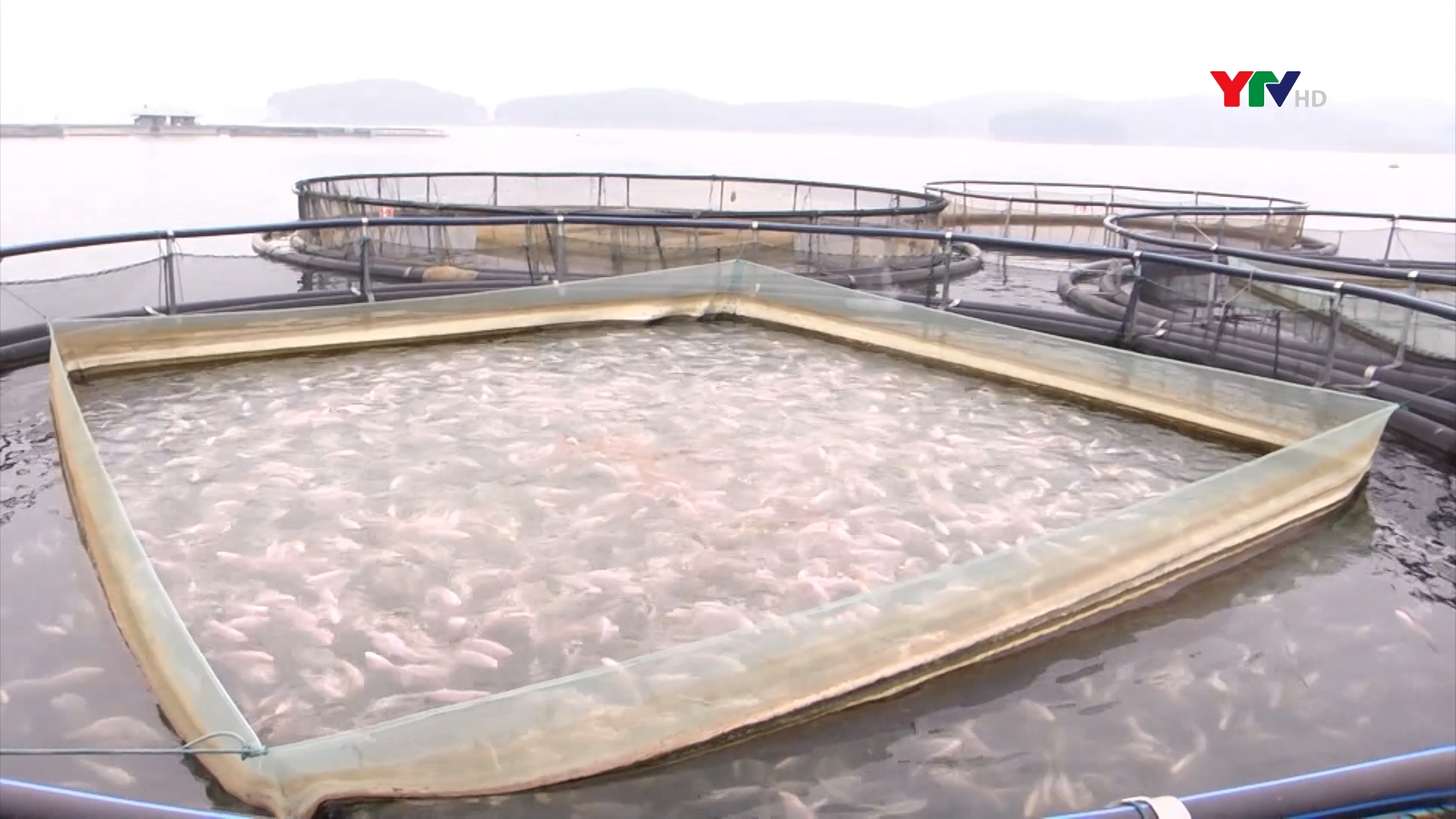 Yên Bình khuyến khích phát triển các mô hình nuôi trồng thủy sản