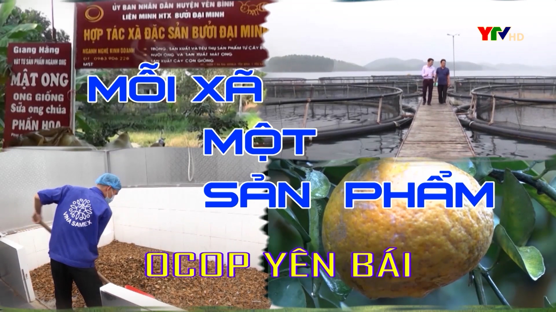 Xã Nga Quán, huyện Trấn Yên nỗ lực nâng cao chất lượng sản phẩm OCOP chè Bát Tiên