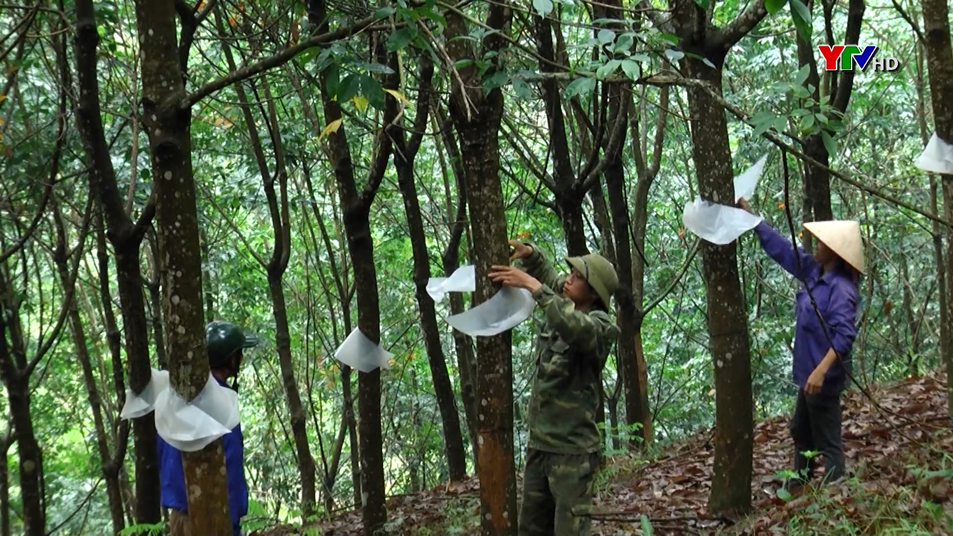 Yên Bái bắt đầu khai thác mủ cao su niên vụ 2023